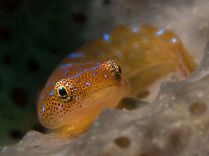 Eastern Cleaner Clingfish, Bare Island by Doug Anderson 